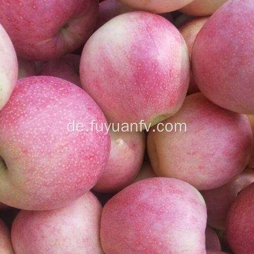 Fresh Delicious Gute Qualität Qinguan Apfel